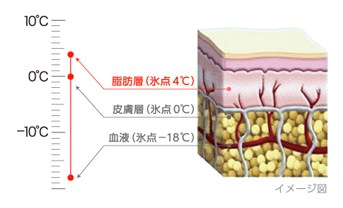 脂肪層（氷点4℃）